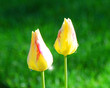 tulips with morning dew tulips with morning dew