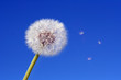 flying wishes