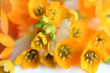 spring floral macro