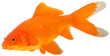goldfish