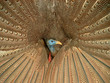 pfau in voller pracht