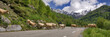 les vaches traversent la route