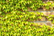 mur de brique recouvert de vigne vierge