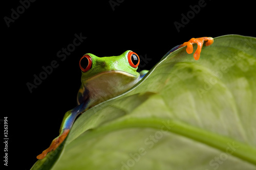 frog on a leaf isolated black frog on a leaf isolated black