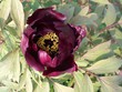 tulipe pourpre dans le bois des moutiers