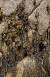 algues sur un rocher algues sur un rocher