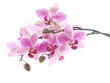 purple orchid