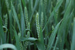 Foto: weizen weizen