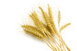 Photo: wheat wheat