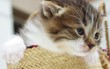 chaton tigré dans un panier