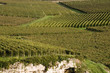 dans les vignes