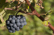 grappe de raisin