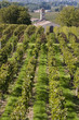 dans la vigne