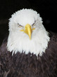 american bald eagle american bald eagle