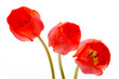 three tulips over white