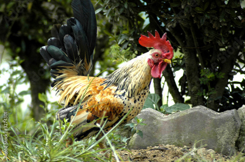 the cock iii
