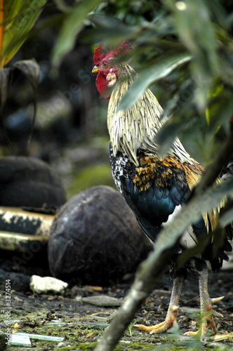 the cock vi