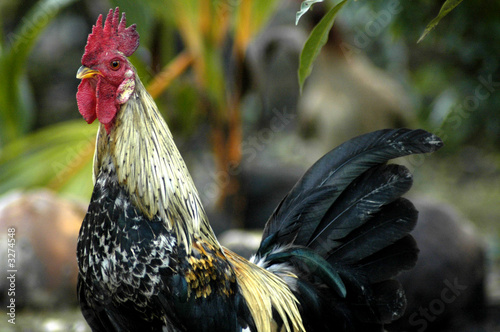 the cock vii