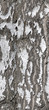 birch bark texture