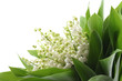 lily of the valley