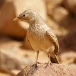 oiseau du désert - ammomanes deserti
