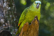 green parrots