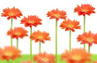 champ de marguerites