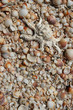 the seashell