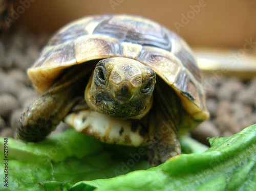 tartaruga tartaruga