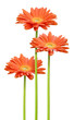 3 tiges de marguerites