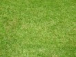 texture herbe texture herbe