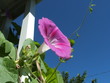 climbing morning glory climbing morning glory