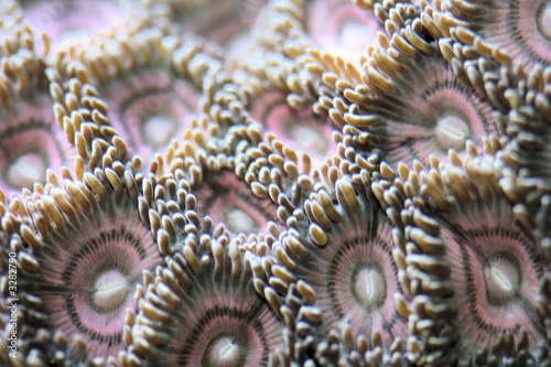 pink coral polyps