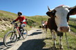 vtt vache