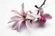 magnolia blossom