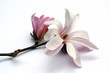 magnolia blossom