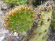 desert prickly-pear cactus desert prickly-pear cactus