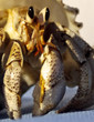 land hermit crab in warm sunshine