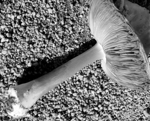 fallen mushroom