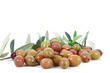 olive 22