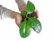plant in hands