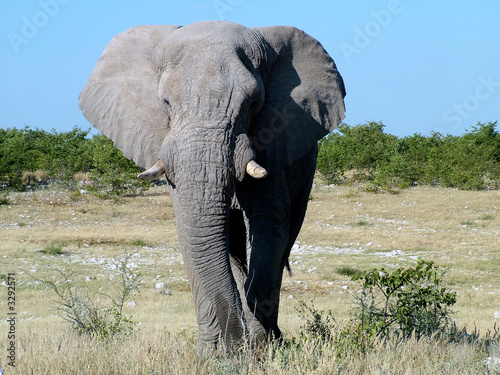 afrikanische elefant