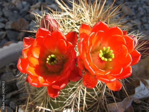 cactusblossoms cactusblossoms