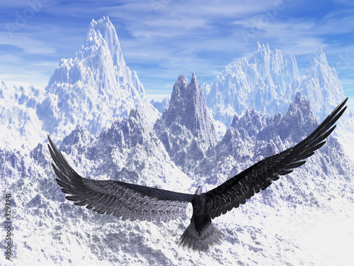 aquila aquila