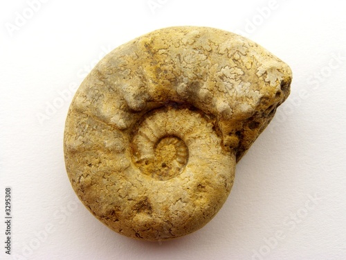 ammonite, jurassique supérieur, marais poitevin
