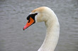 cygne