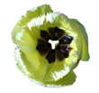 tulip