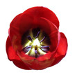 tulip