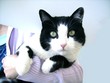katze