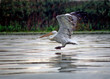 Foto: pelican pelican